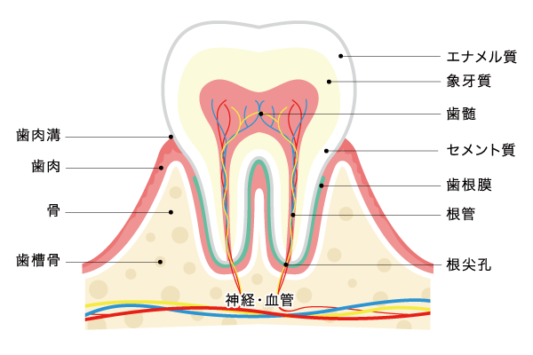 歯の構造